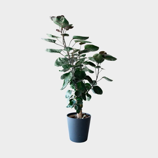 Aralia Poliscia Fabian