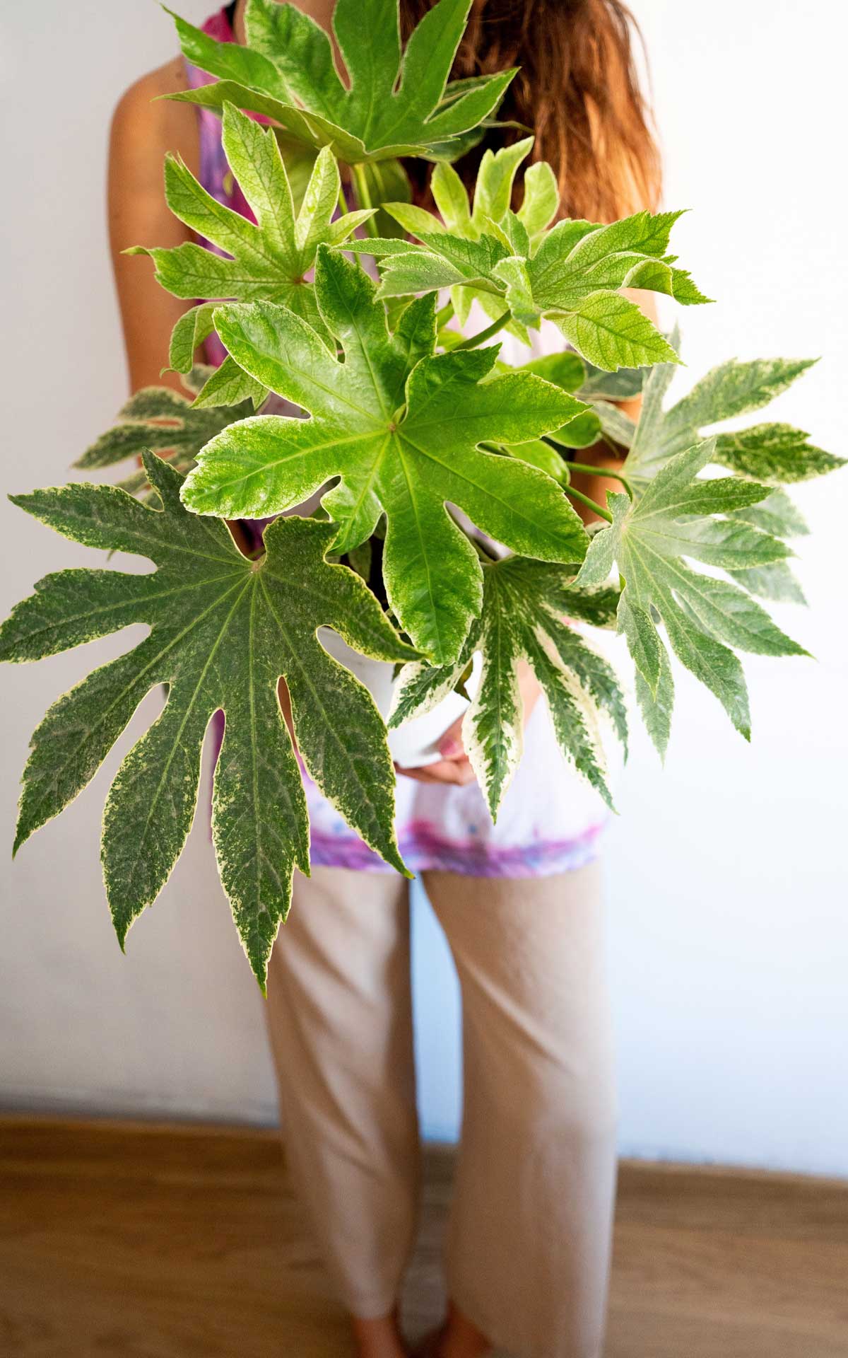 Aralia Variegada