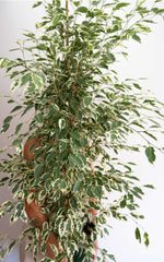 Ficus Twilight