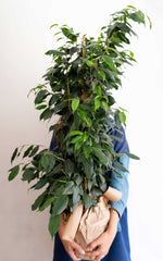 Ficus Danielle