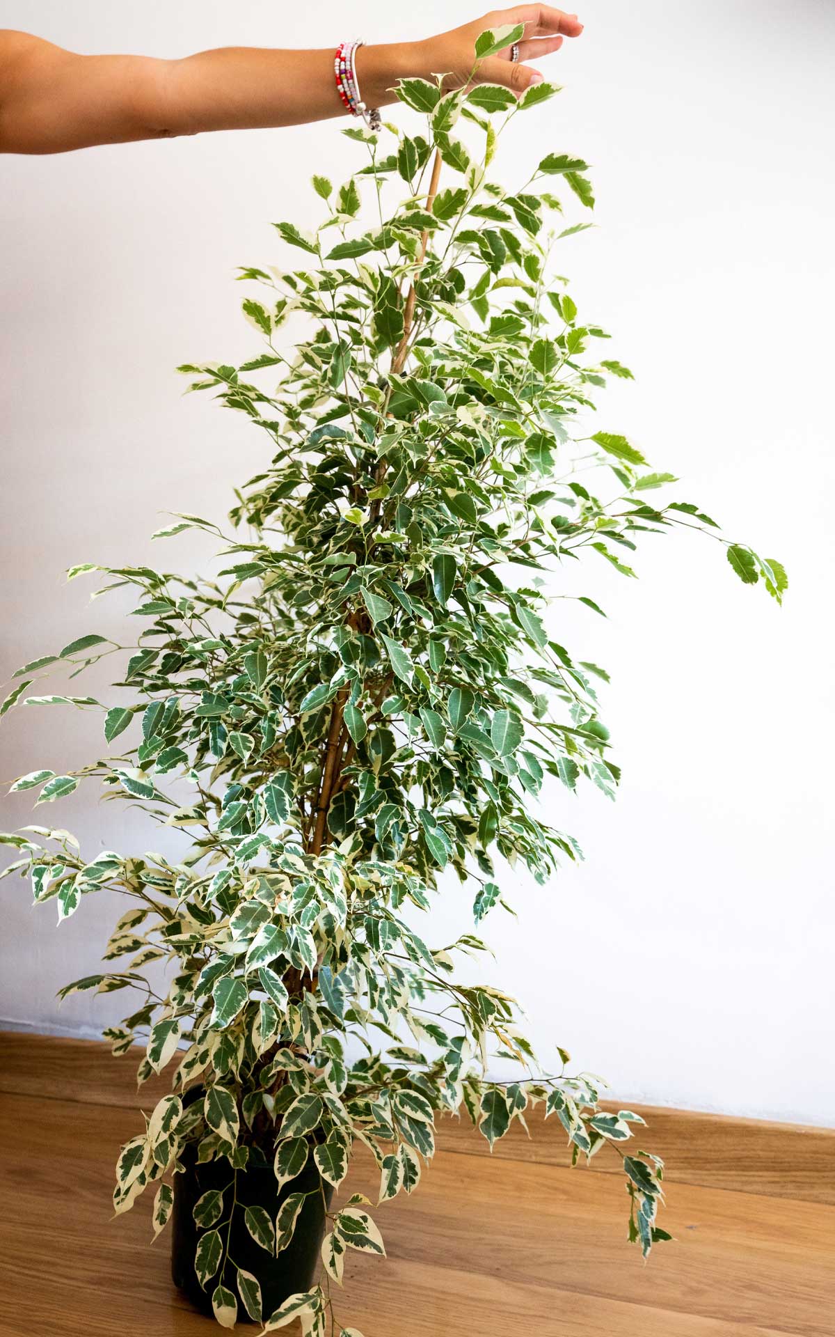 Ficus Twilight