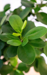 Ficus Moclame