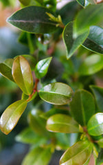 Eugenia Myrtifolia