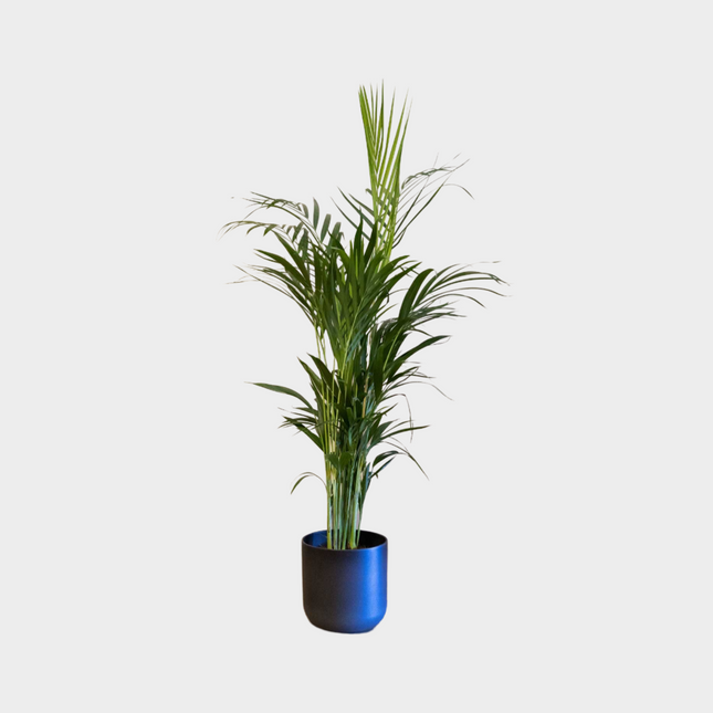 Areca