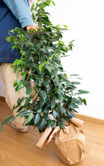 Ficus Danielle