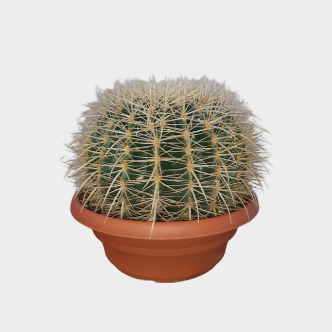 Echinocactus Grusonii