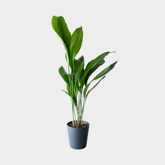 Aspidistra