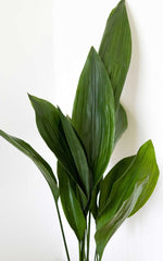 Aspidistra