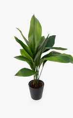 Aspidistra