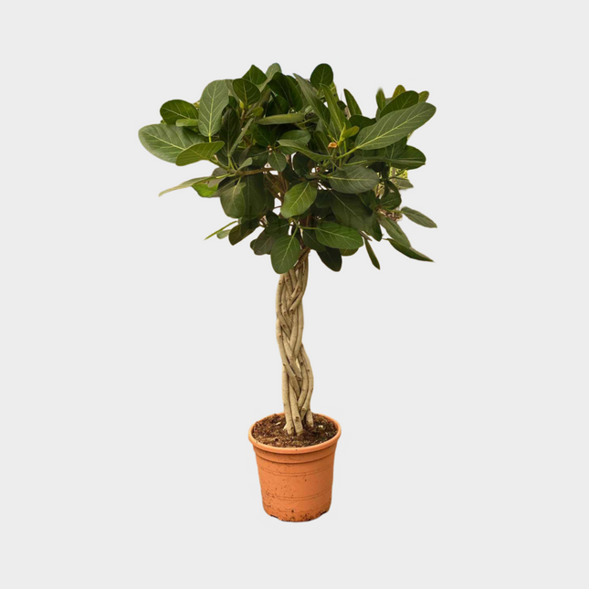 Ficus Audrey Trenza Plana
