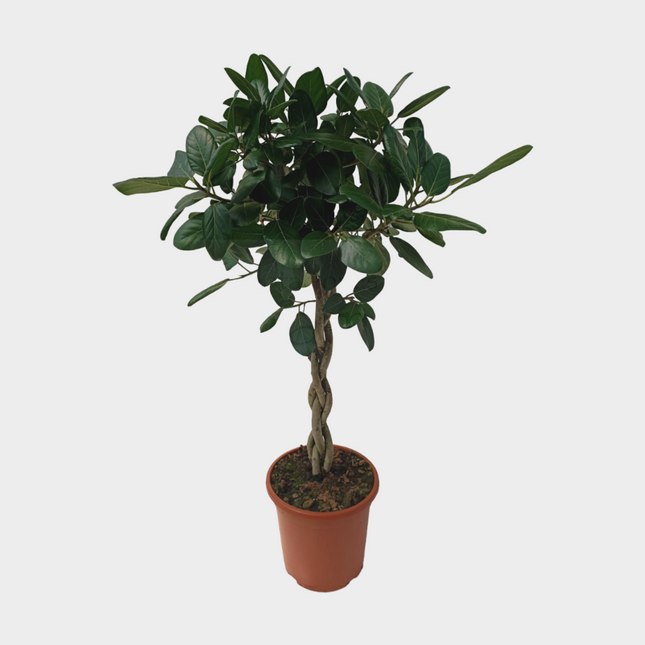 Ficus Audrey Trenzado