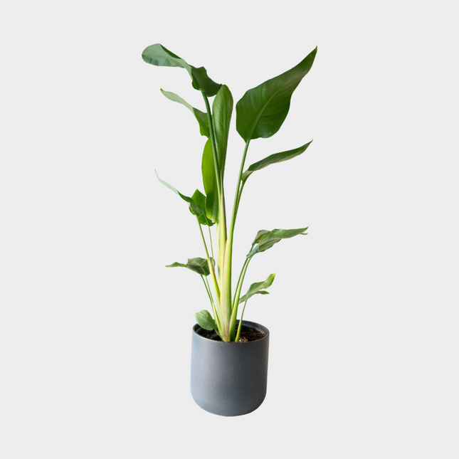 Strelitzia Augusta