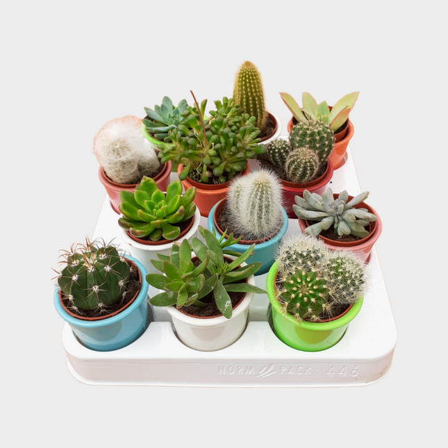 Bandeja De Cactus Ceramica Esmaltada