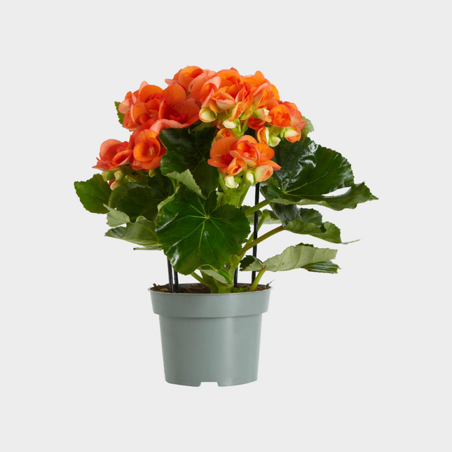 Begonia Elatior