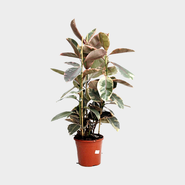 Ficus Belize