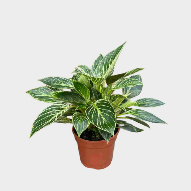Philodendron Birkin