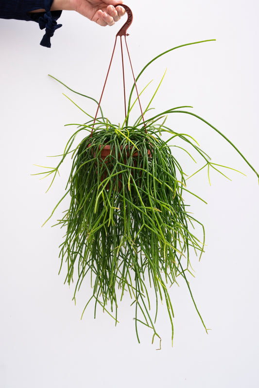 Rhipsalis Baccifera Ø20CM