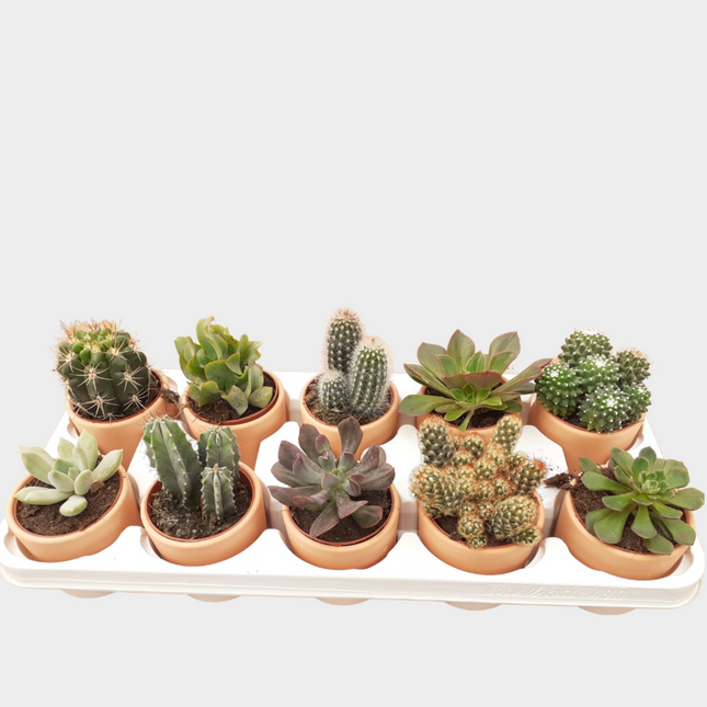 Bandeja De Cactus Variados Barro