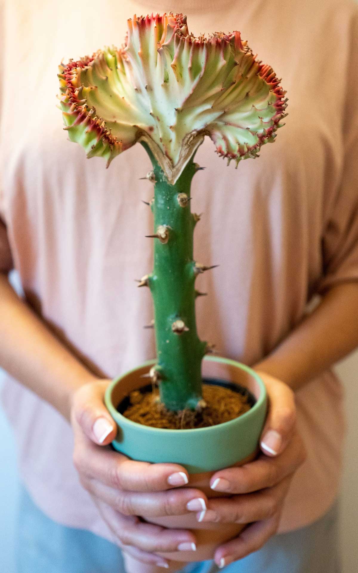 Euphorbia Lactea