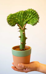 Euphorbia Lactea