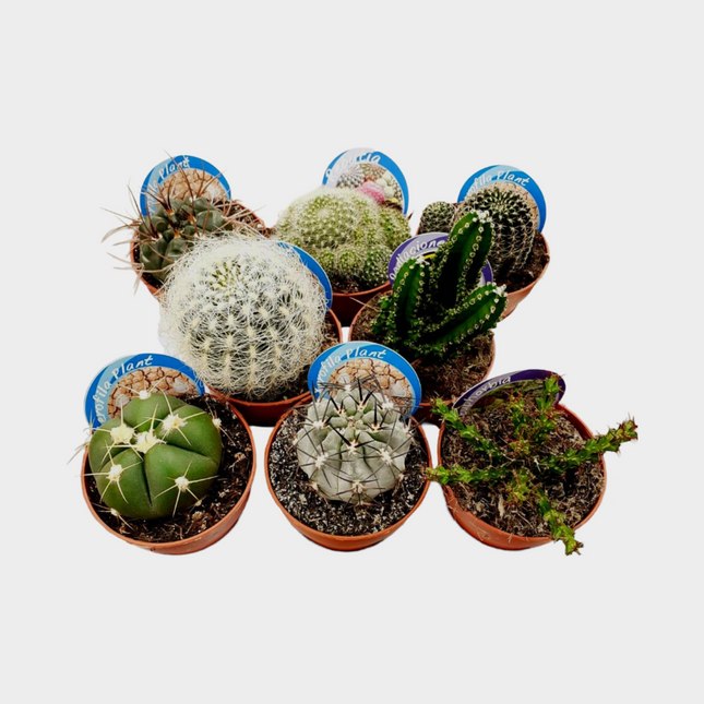 Bandeja De Cactus Selección