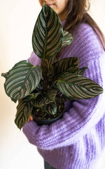 Calathea Ornata