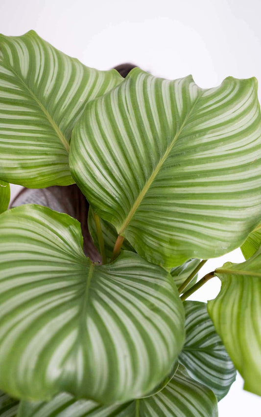 Calathea Orbifolia