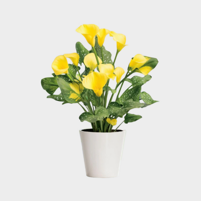 Calla