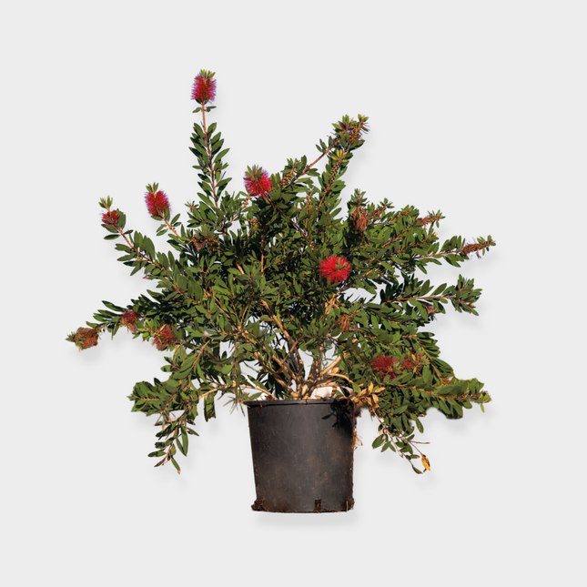 Callistemon Leavis