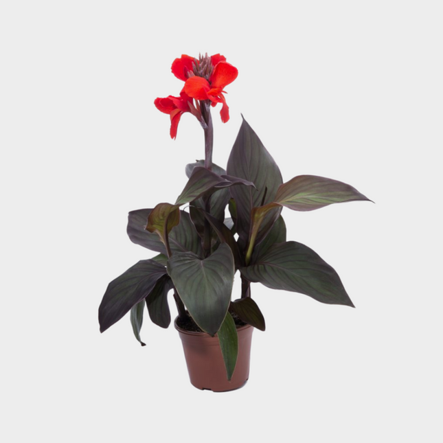 Canna Indica