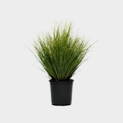 Collection image for: Carex