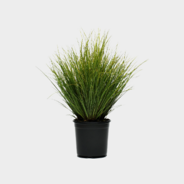 Carex