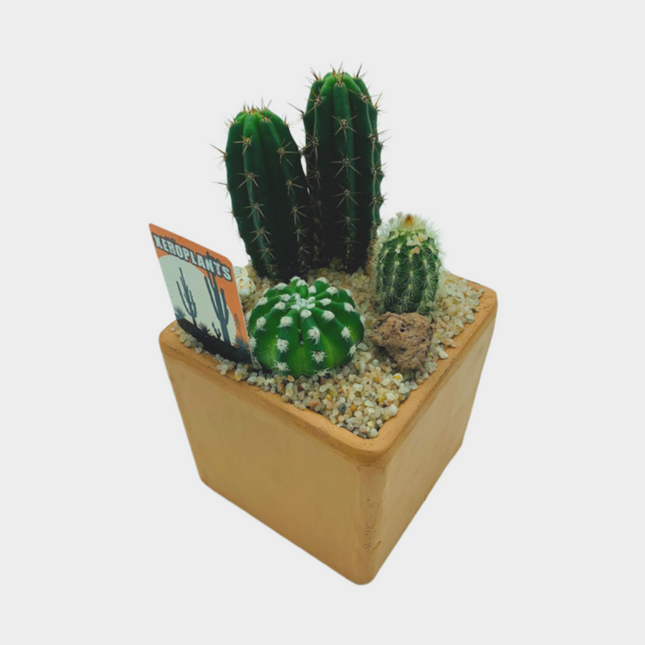 Centro Cuadrado De Cactus