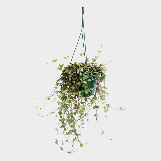 Ceropegia Woodii