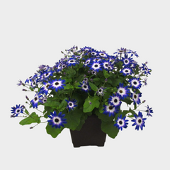 Collection image for: Cineraria