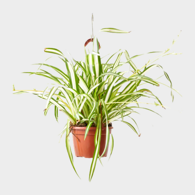 Chlorophytum Colgante