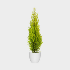 Collection image for: Cupressus