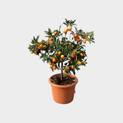 Collection image for: Citrico