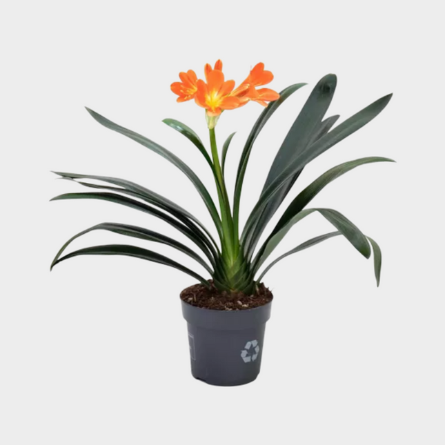 Clivia