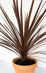 Cordyline Australis