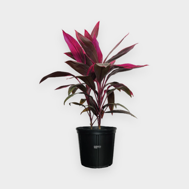 Cordyline Fruticosa