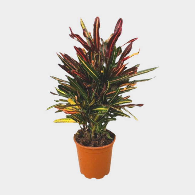 Croton Mamey
