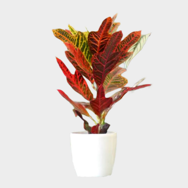 Croton Nervia