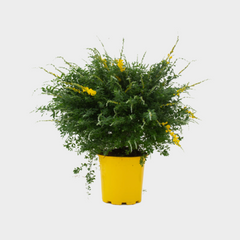 Collection image for: Cytisus