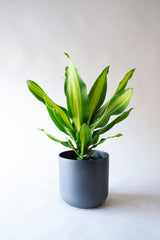 Dracena Fragans Burley