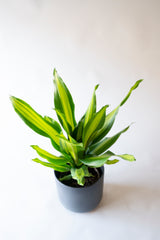 Dracena Fragans Burley