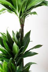 Dracena Compacta