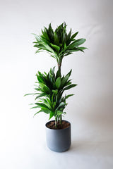 Dracena Compacta