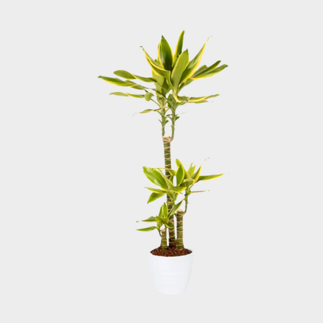 Dracaena Gold Coast