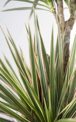 Dracena Bicolor